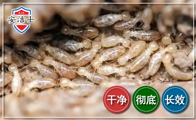义乌白蚁防治