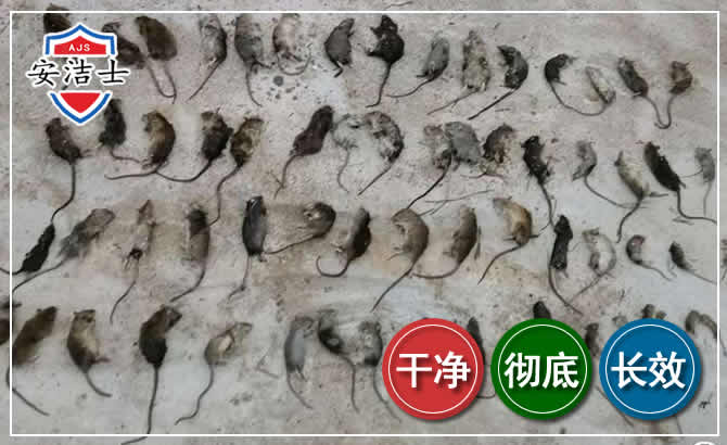 义乌鼠害防治-灭鼠