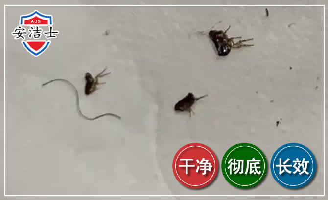 义乌跳蚤防治-灭跳蚤