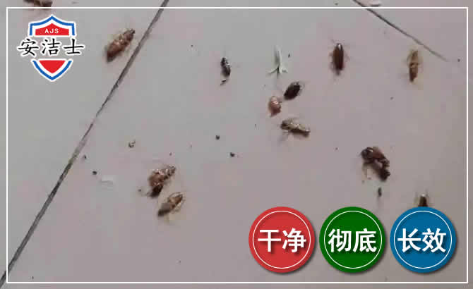 义乌蟑螂防治-灭蟑螂