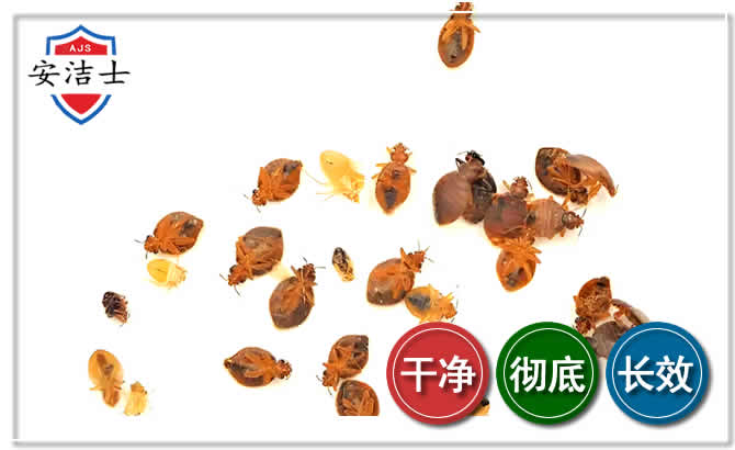 义乌臭虫防治-消灭臭虫